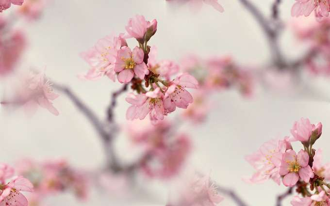 p_spring038 (680x425, 114Kb)