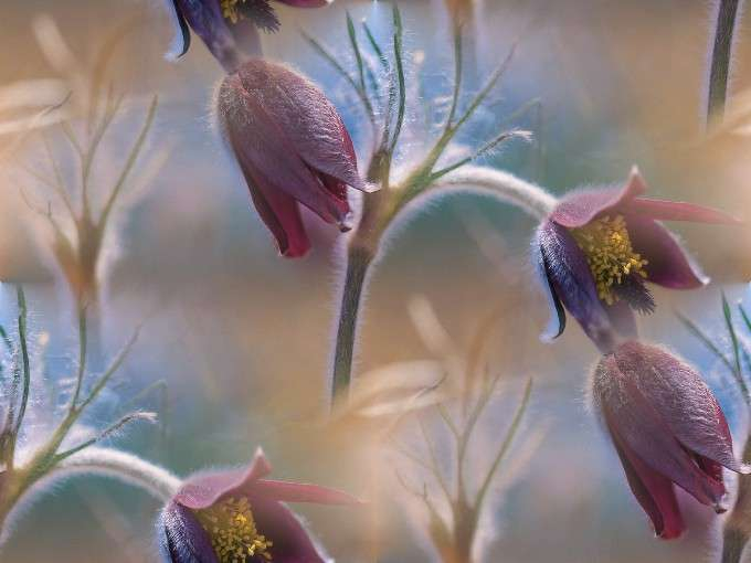 p_spring042 (680x510, 172Kb)