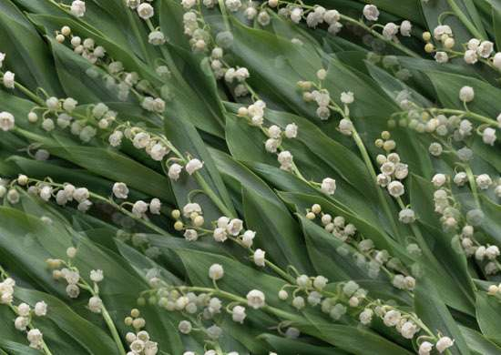p_spring046 (550x390, 147Kb)