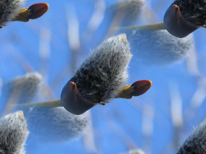 p_spring050 (700x525, 259Kb)
