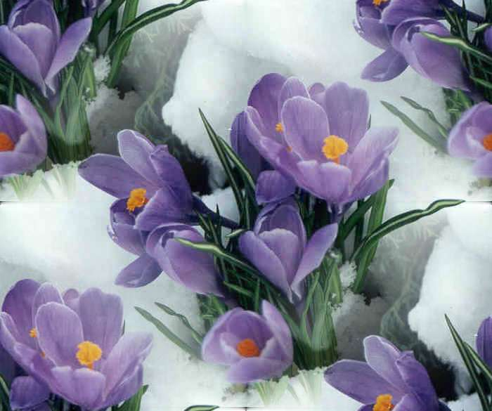 p_spring052 (700x585, 199Kb)
