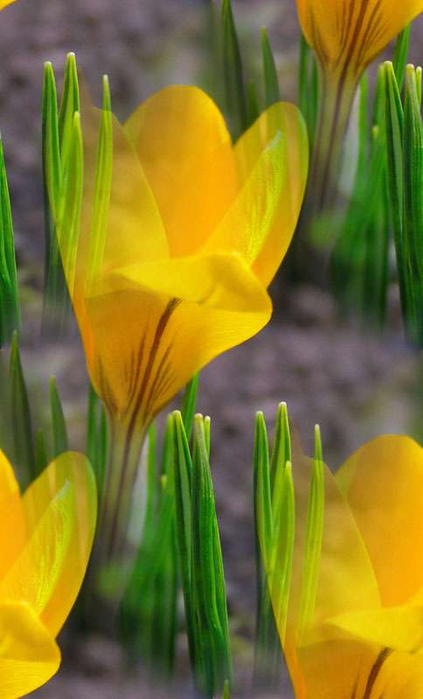 p_spring054 (423x700, 259Kb)