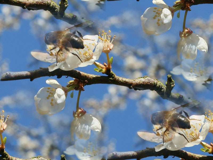 p_spring062 (700x525, 358Kb)