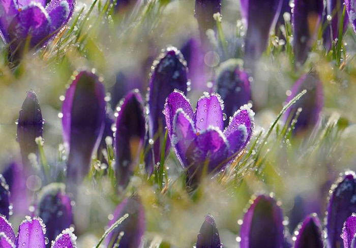 p_spring064 (700x488, 348Kb)