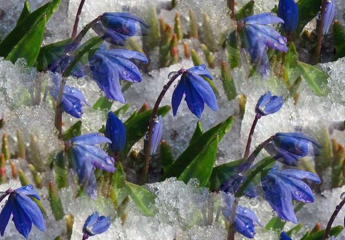 p_spring070 (700x487, 391Kb)
