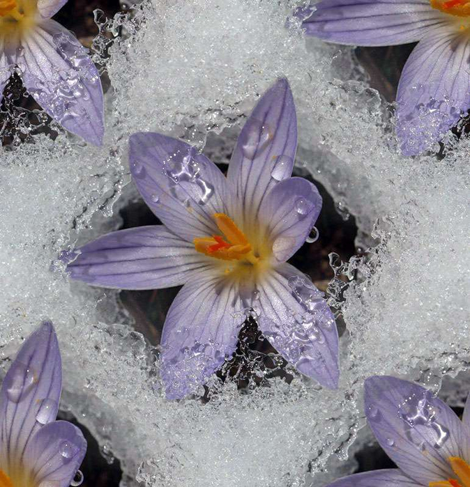 p_spring072 (674x700, 448Kb)