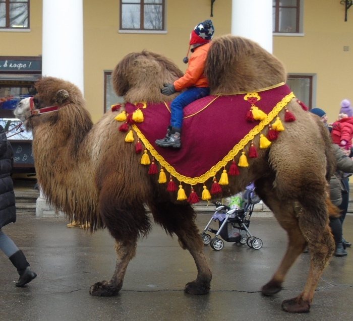 DSC08138 (700x637, 415Kb)