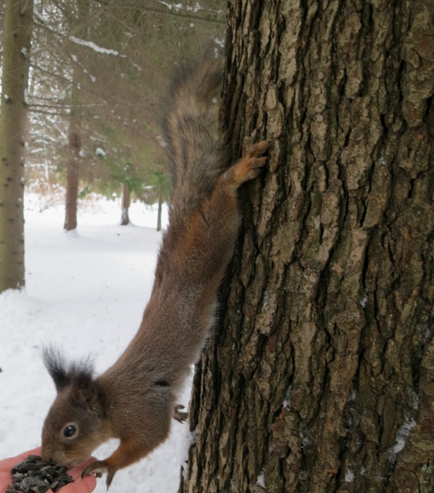 IMG_1929 (616x700, 367Kb)