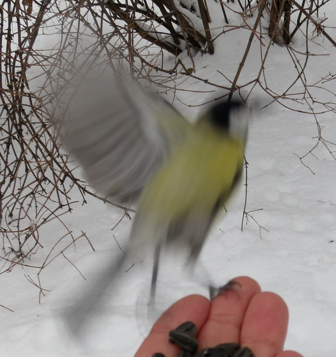 IMG_1941 (658x700, 336Kb)