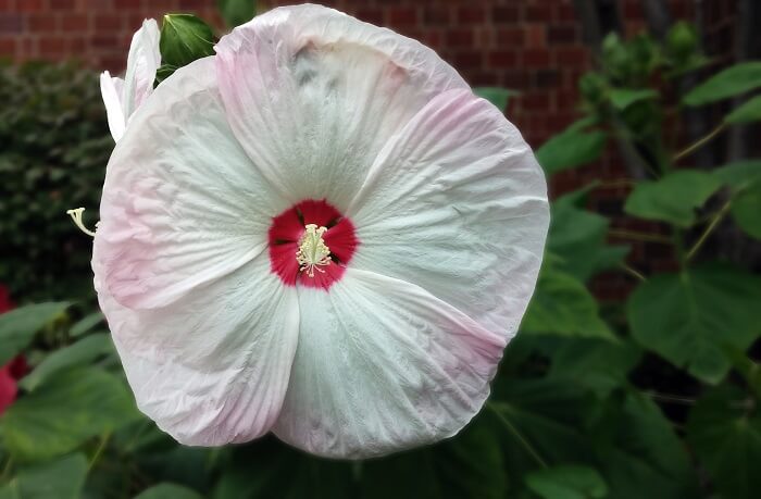 6553772_Hibiscus_herbaceous1 (700x459, 41Kb)