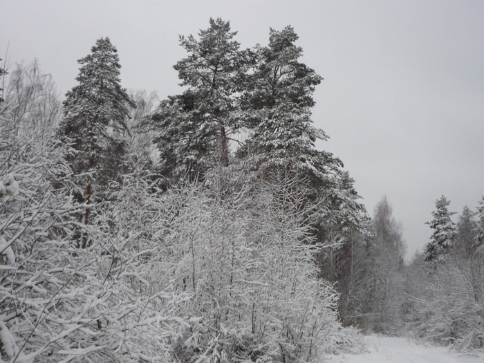 P1220833 (700x525, 348Kb)
