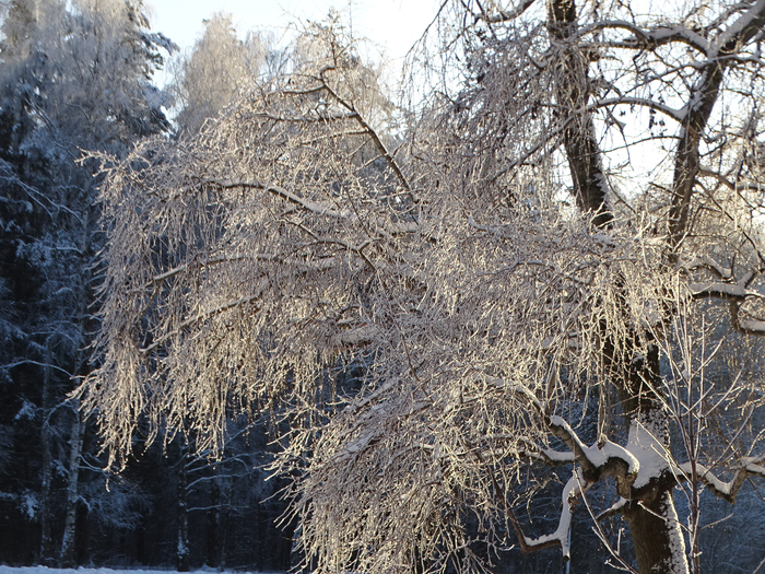 DSC00206 (700x525, 658Kb)