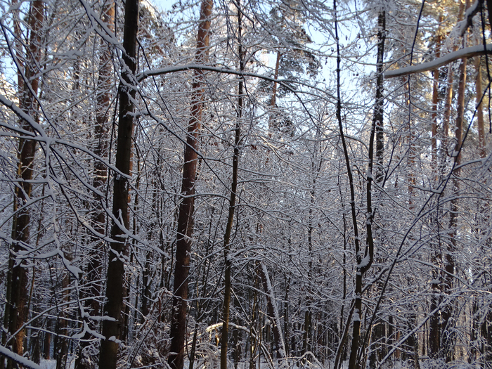 DSC00211 (700x525, 668Kb)