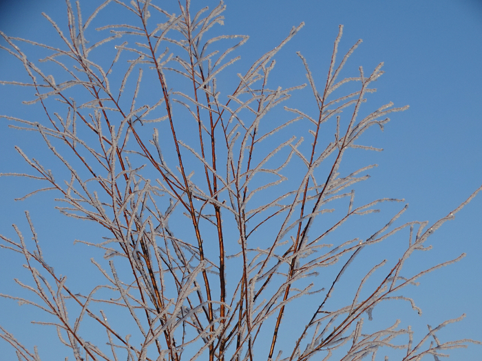 DSC00223 (700x525, 528Kb)