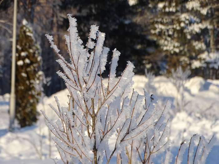 DSC00228 (700x525, 461Kb)