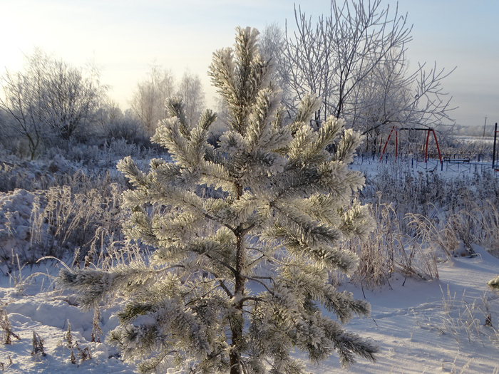 DSC00233 (700x525, 542Kb)