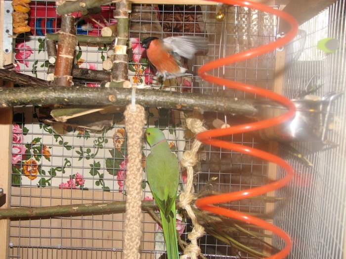 6274327_IMG_2576 (700x525, 321Kb)