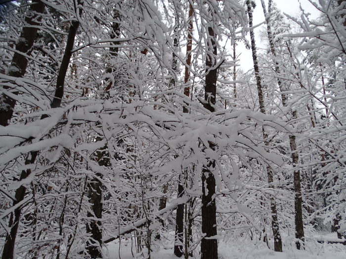 DSC00251 (700x525, 551Kb)
