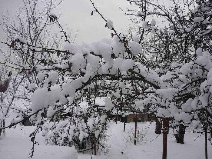 P1220846 (700x525, 402Kb)