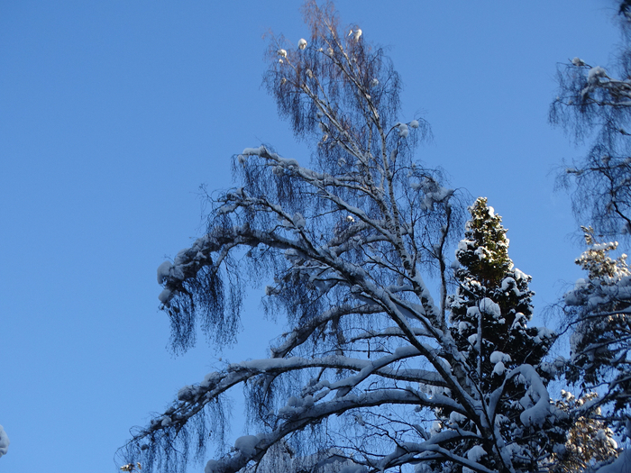 DSC00361 (700x525, 492Kb)