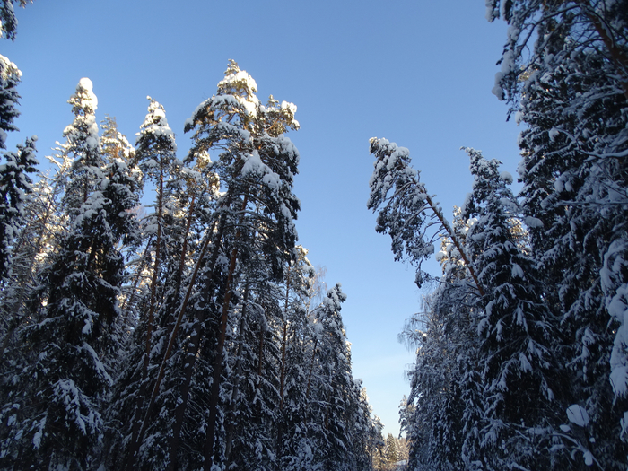 DSC00366 (700x525, 542Kb)