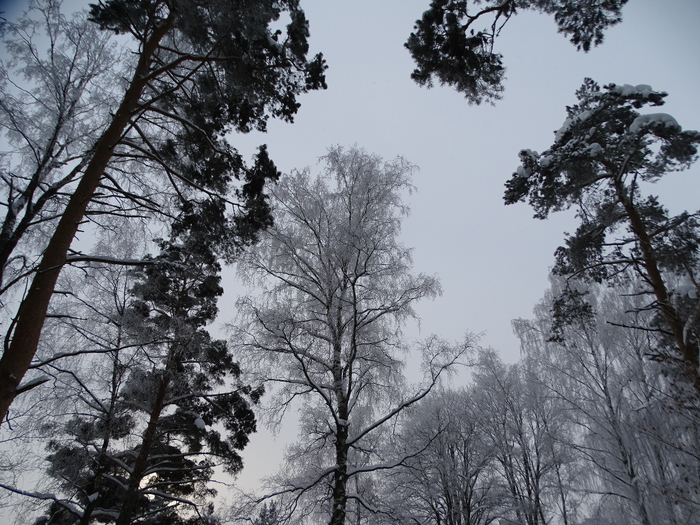 DSC00384 (700x525, 505Kb)