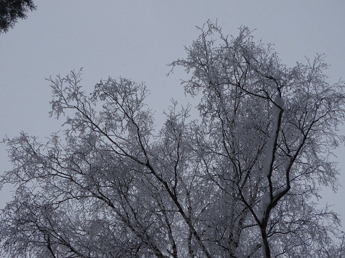 DSC00387 (700x525, 495Kb)