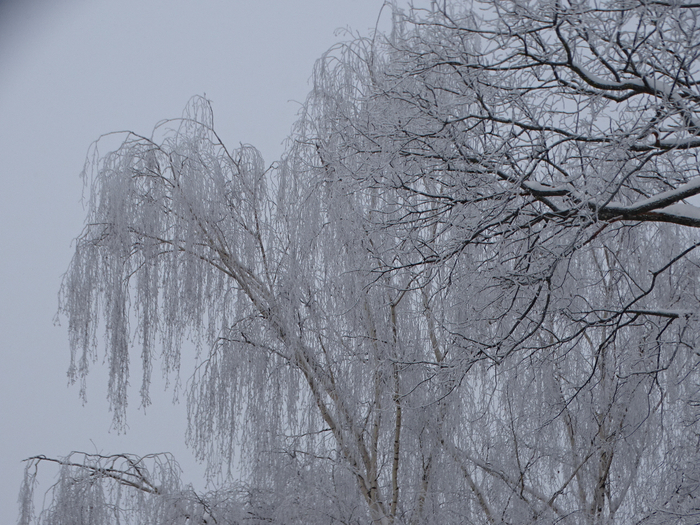 DSC00389 (700x525, 484Kb)