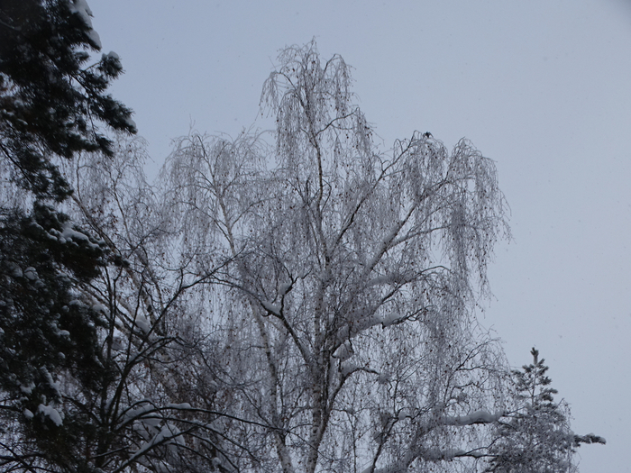 DSC00392 (700x525, 462Kb)