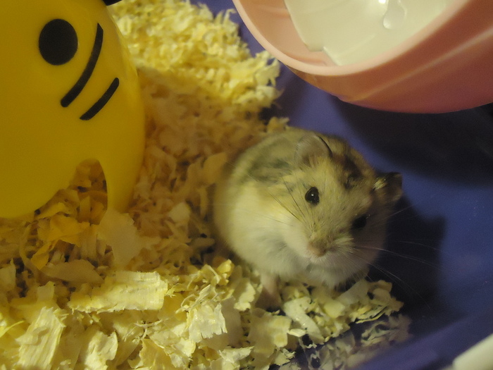 DSC01198 (700x525, 130Kb)