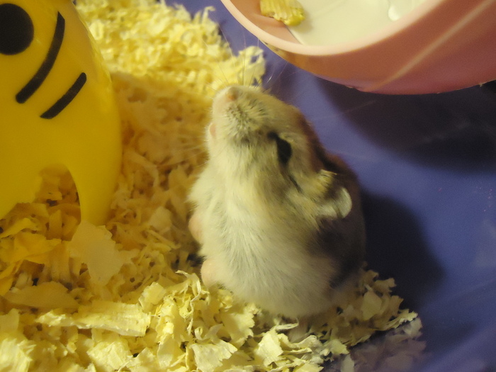 DSC01200 (700x525, 131Kb)