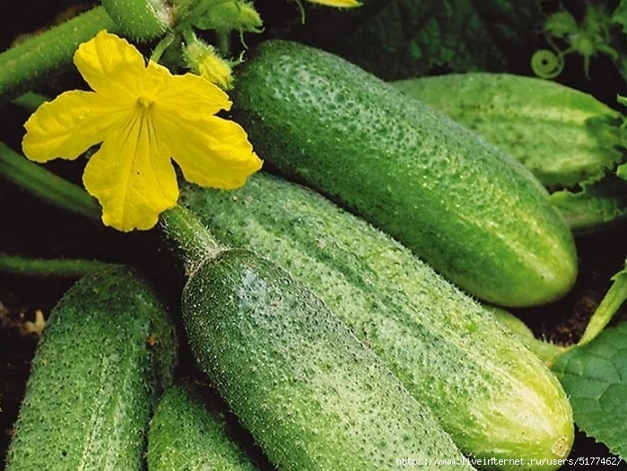 5177462_Image_160 (700x525, 319Kb)
