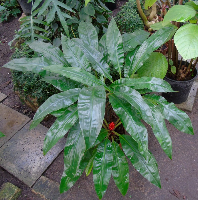 DSC08507 (692x700, 599Kb)