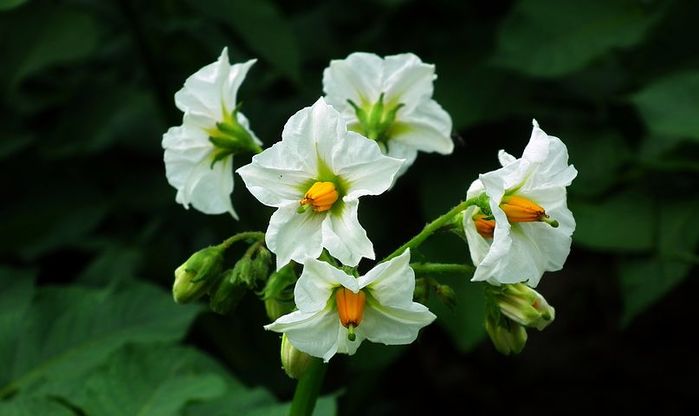 flower-of-potato-3479781__480 (700x416, 32Kb)