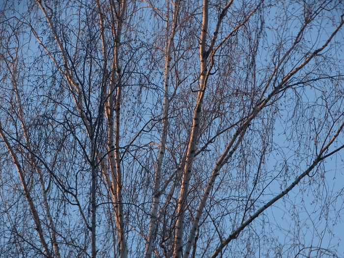 DSC00418 (700x525, 589Kb)