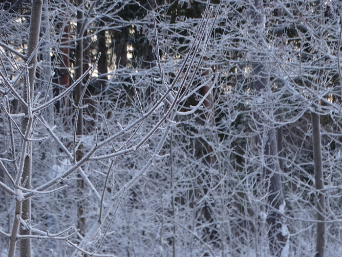 DSC00424 (700x525, 539Kb)