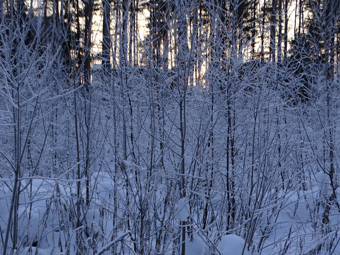 DSC00427 (700x525, 631Kb)