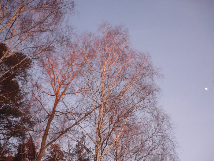 P1220944 (700x525, 449Kb)