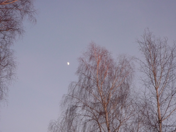 P1220946 (700x525, 339Kb)