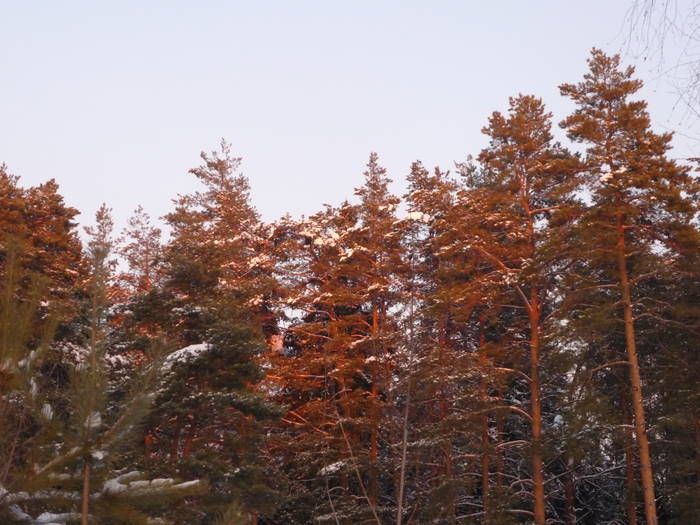 P1220948 (700x525, 435Kb)