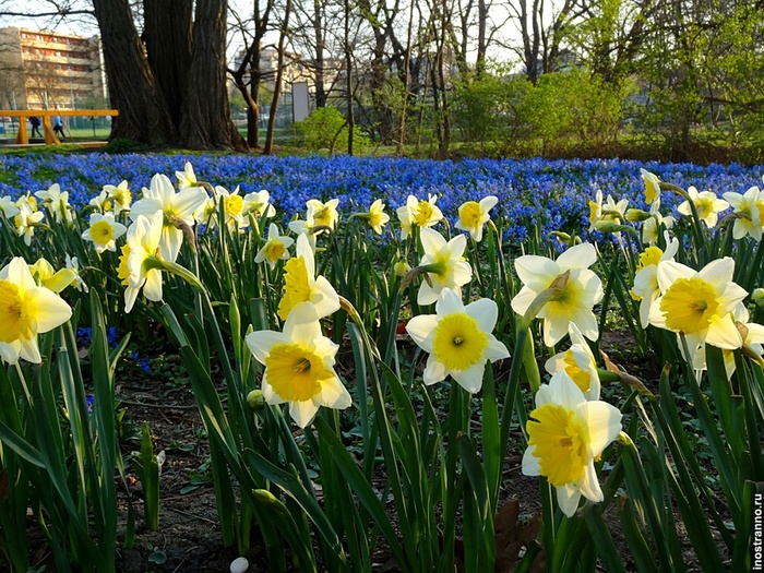 Spring-flowering-daffodils-in-Prague (700x525, 225Kb)