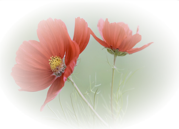775151c50216902f5 (700x505, 442Kb)