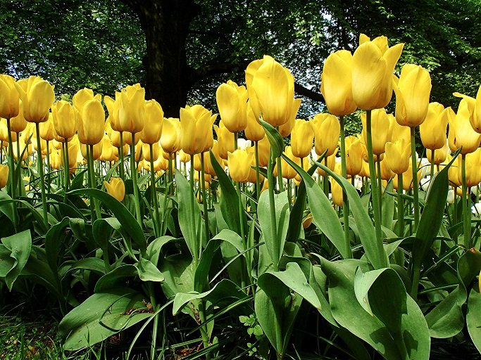 147611130_Tulips_Many_Yellow_486151 (683x512, 557Kb)