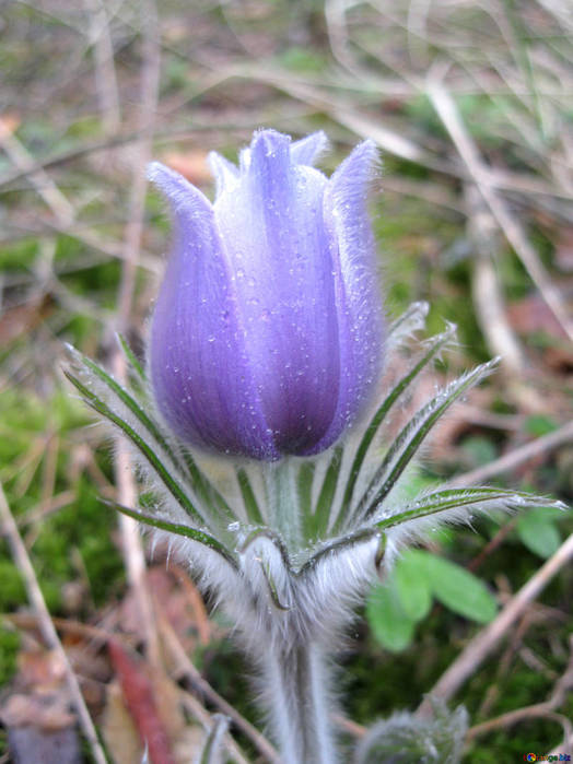 pulsatilla-patens-forest-flowers-12636 (524x700, 57Kb)