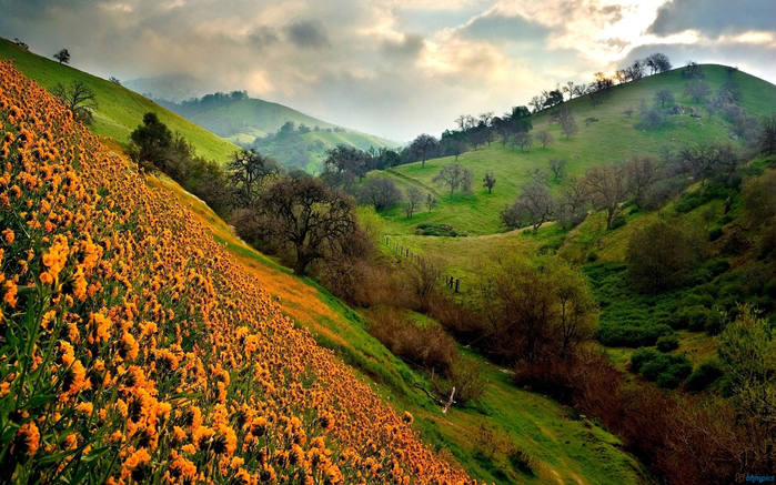 950_Valley_of_flowers_Himalaya (5) (700x437, 493Kb)