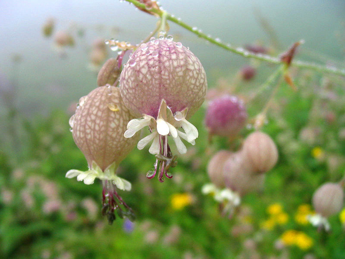 950_Valley_of_flowers_Himalaya (12) (700x525, 433Kb)