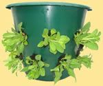 9cb7f795120311b67428993bf94c3dbc--hanging-planters-hanging-baskets (150x125, 17Kb)