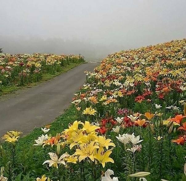 54518981_2249393765107598_2804143083376082944_n (604x585, 76Kb)