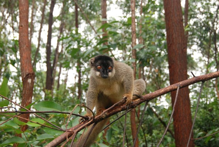 lemur-of-madagascar-2-1360889 (700x469, 89Kb)