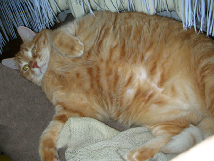 2cat-01 (700x525, 107Kb)